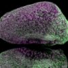 Zebrafish brain shows that new neurons are formed in the brain in a coordinated manner