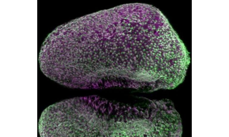 Zebrafish brain shows that new neurons are formed in the brain in a coordinated manner