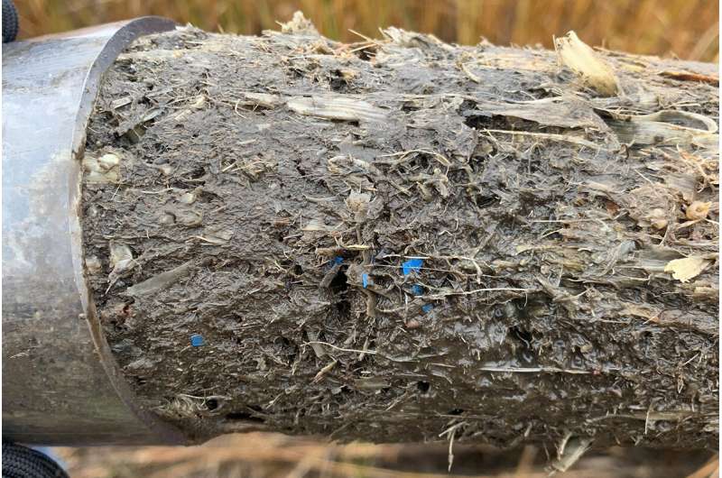 Salt marshes trap microplastics in their sediments, creating record of human plastic use