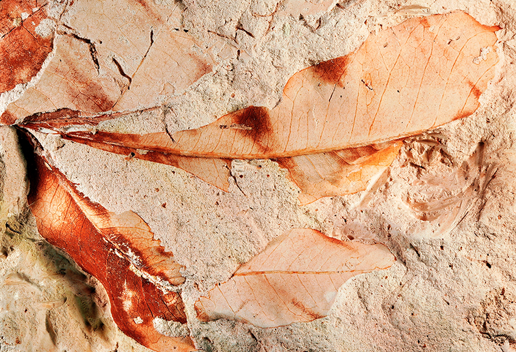 Fossilized leaves with clear detail.