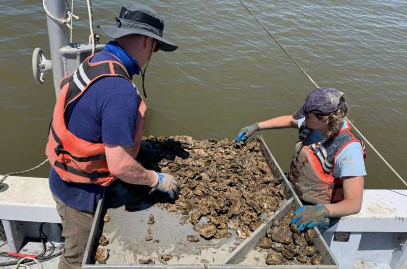 VIMS study uncovers new cause for intensification of oyster disease