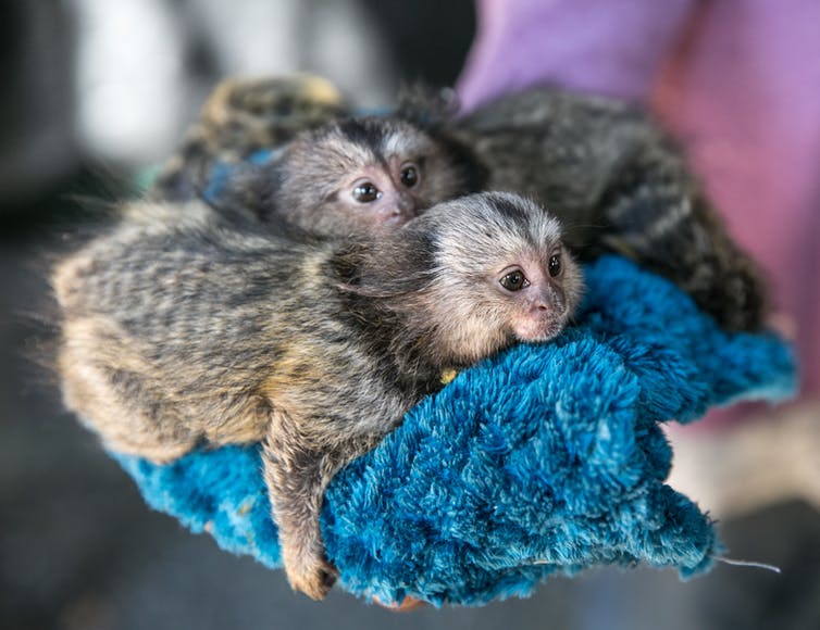 several marmosets lying together