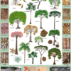 An artist's illustrations of each of the most common variety of trees found, plus cross-sections of the fossil wood as seen under a microscope