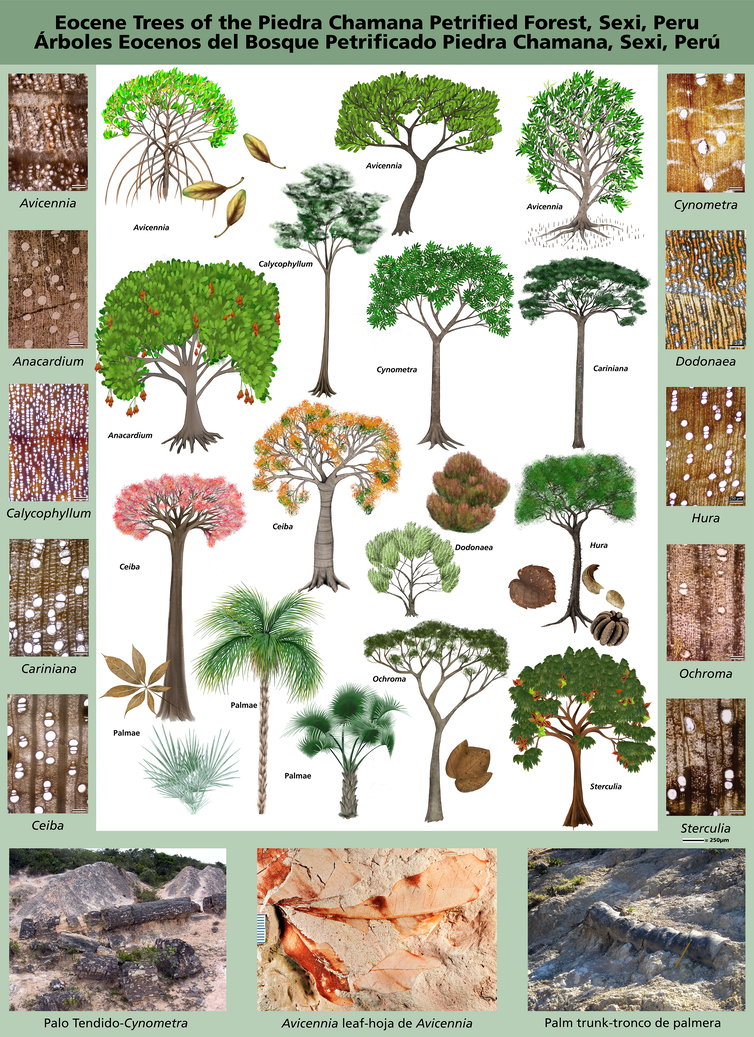 An artist's illustrations of each of the most common variety of trees found, plus cross-sections of the fossil wood as seen under a microscope