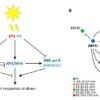 Plants get a faster start to their day than we think