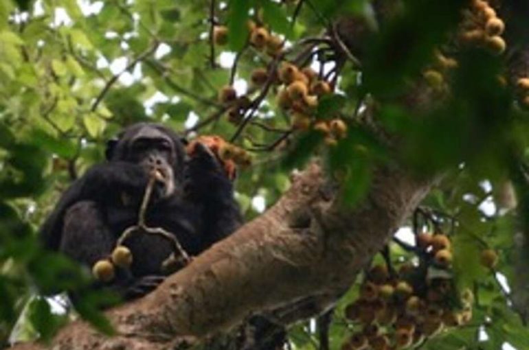 Primate ecology and evolution shaped by two most consumed plant families