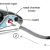 A diagram showing the location of the vomeronasal organ on a snake.