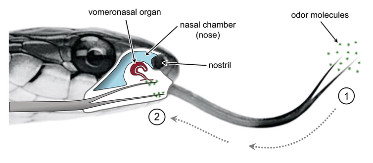A diagram showing the location of the vomeronasal organ on a snake.