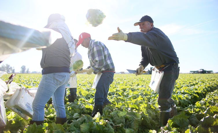 workers harvest lettuce in a field