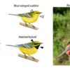 Weird warbler reveals genetics of its mismatched colors