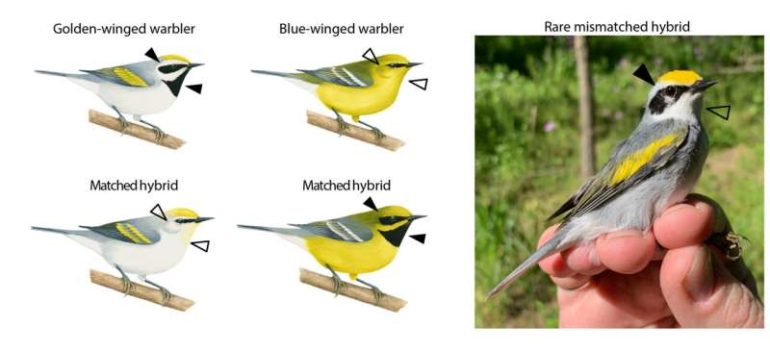Weird warbler reveals genetics of its mismatched colors