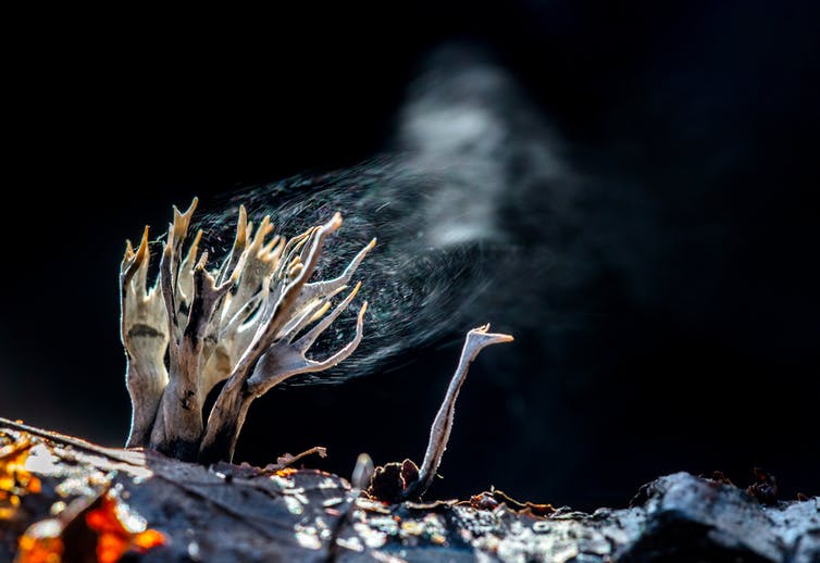 Finger shaped fungi release spores that look like smoke.