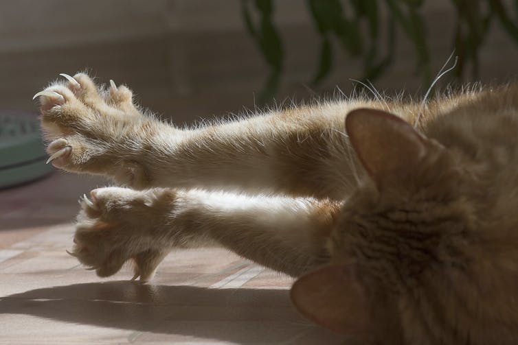 A cat stretches out its front paws, showing its claws and individual toes.