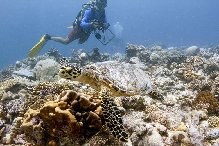 Diver with large sea turtle swimming over corals.