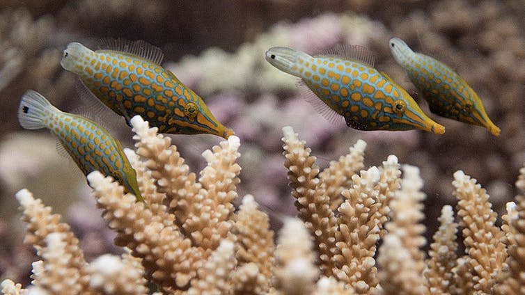 Pointed-nose fish among coral branches