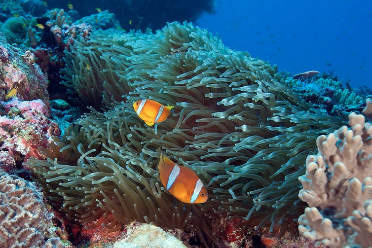 Two bright orange fish with white bands swim past an anemone