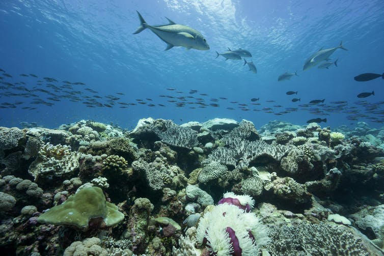 Large fish and schools of fish swimming above the reef