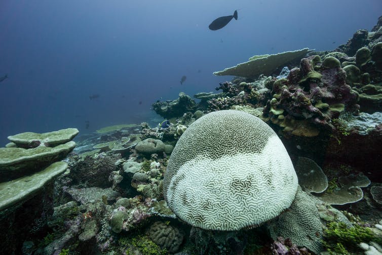 A large mushroom-shaped coral structure, half of it turned white from bleaching