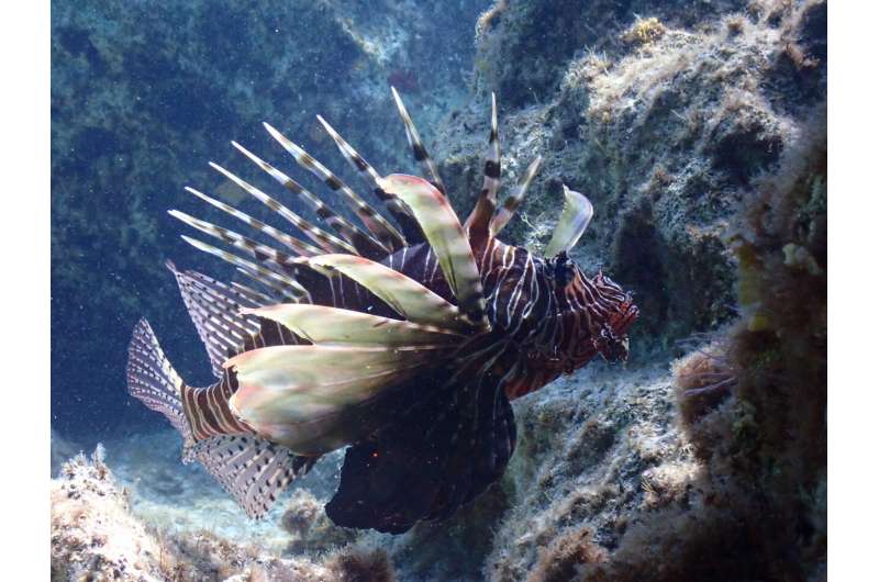 Targeted removals and enhanced monitoring can help manage lionfish in the Mediterranean