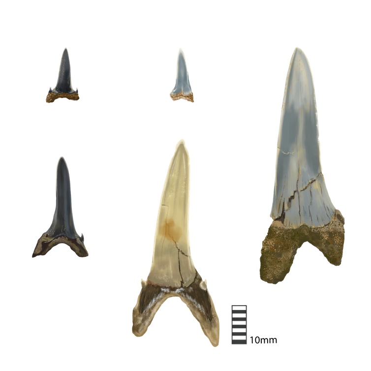 Five sizes of shark teeth