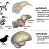 Bird brains left other dinosaurs behind