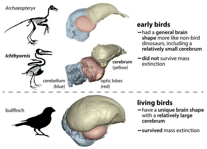 Bird brains left other dinosaurs behind