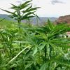 Cannabis first domesticated 12,000 years ago: study