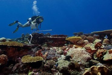 A diver carries a plastic pipe for measuring while swimming over a variety of corals