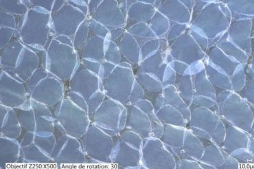 Crystal clear: Lepidopterans have many ways of being transparent