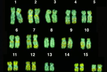 The 22 chromosomes of the human genome.