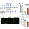 New genetic driver of autism and other developmental disorders identified