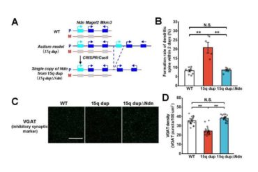 New genetic driver of autism and other developmental disorders identified