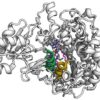 Researchers develop tool to drastically speed up the study of enzymes