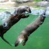 Canadian sea otters swim on June 5, 2012 in the zoo of Amneville, eastern France