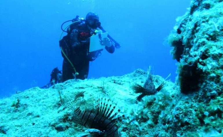 Targeted removals and enhanced monitoring can help manage lionfish in the Mediterranean