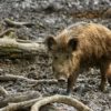 The climate impact of wild pigs greater than a million cars