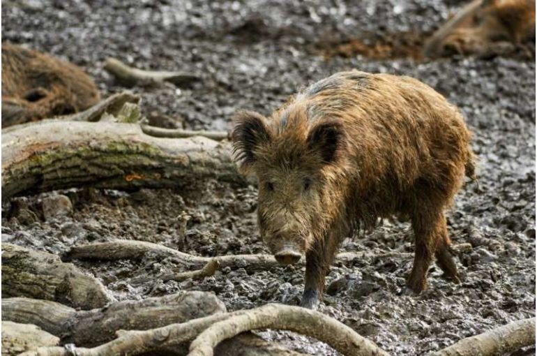 The climate impact of wild pigs greater than a million cars