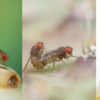 The evolution of vinegar flies is based on the variation of male sex pheromones