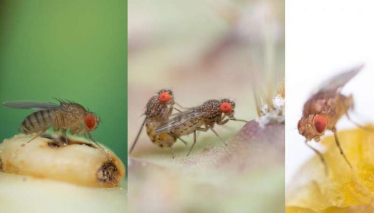 The evolution of vinegar flies is based on the variation of male sex pheromones