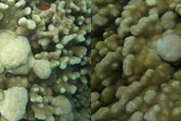 NIST uses method to understand the molecular underpinnings of a disease affecting corals