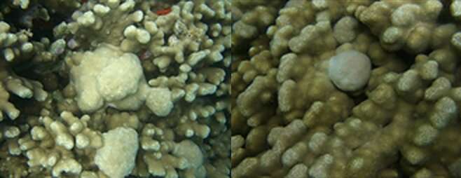 NIST uses method to understand the molecular underpinnings of a disease affecting corals