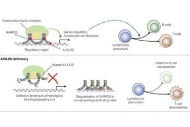 When mad AIOLOS drags IKAROS down: A novel pathogenic mechanism
