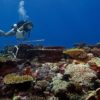 A diver carries a plastic pipe for measuring while swimming over a variety of corals