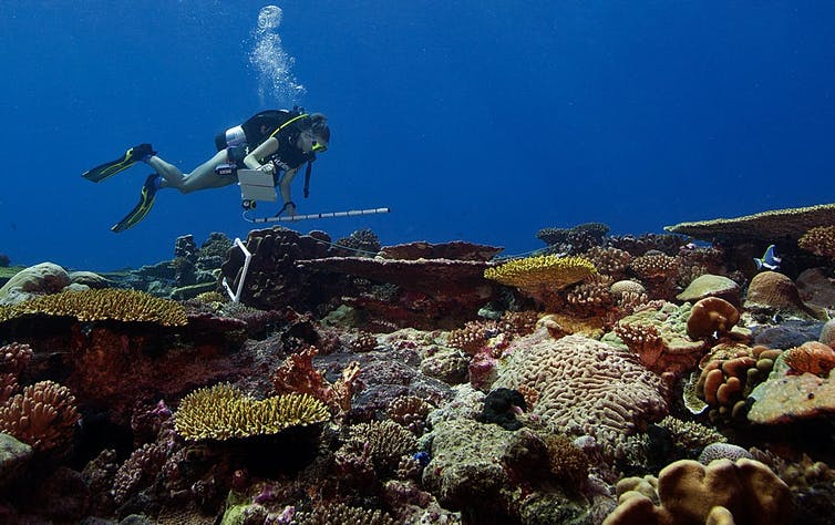 A diver carries a plastic pipe for measuring while swimming over a variety of corals