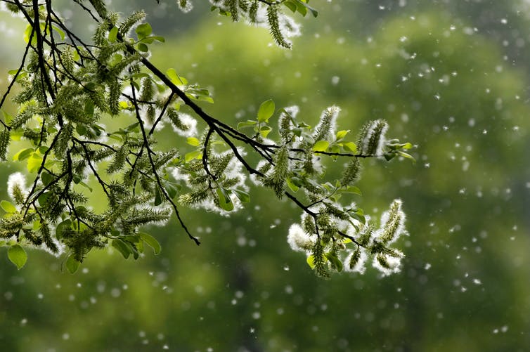 backlit pollen wafts in the air around a flowering tree branch