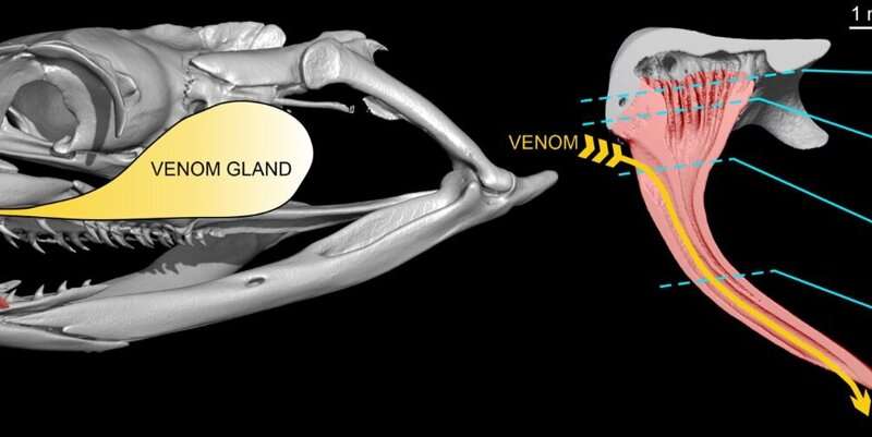 How snakes got their fangs