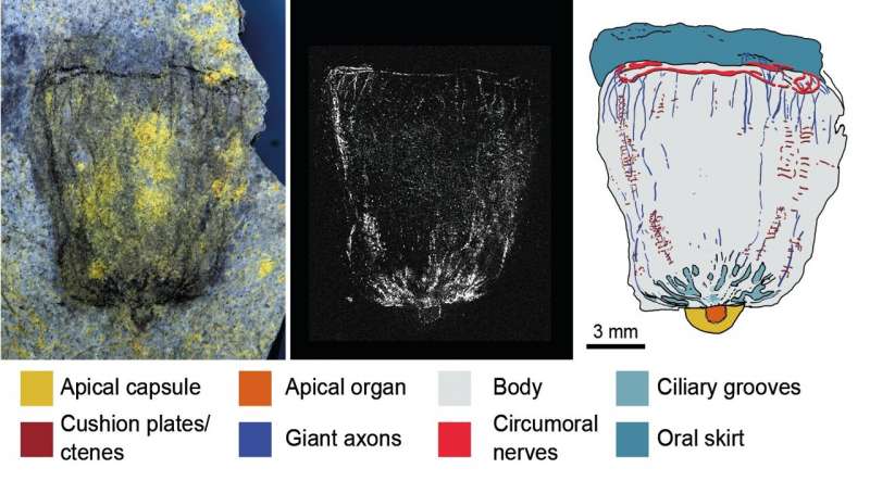 Rare Cambrian fossils from Utah reveal unexpected anatomical complexity in early comb jellies