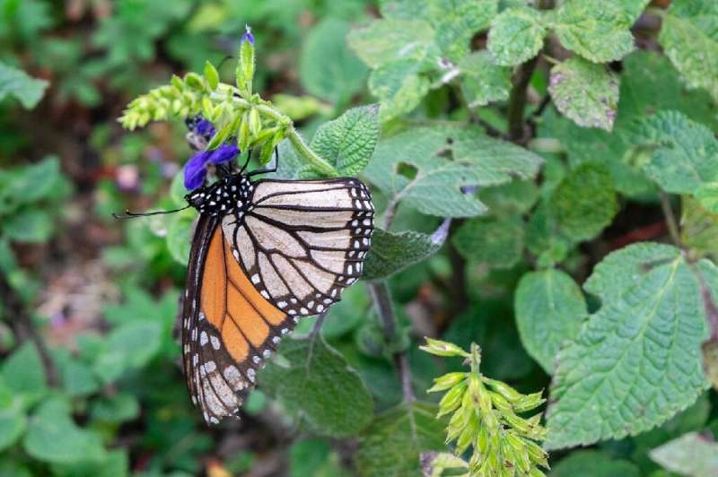 Monarch butterflies are essential to ecosystems and economies because they pollinate plants, recycle nutrients and serve as stap