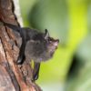 brown bat on tree with its mouth open while vocalizing