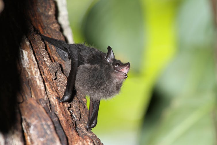 brown bat on tree with its mouth open while vocalizing